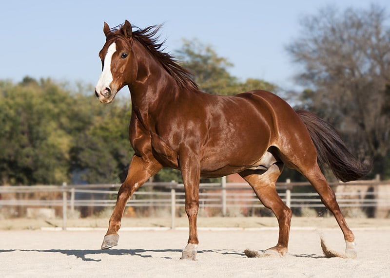 American Quarter horse stallion