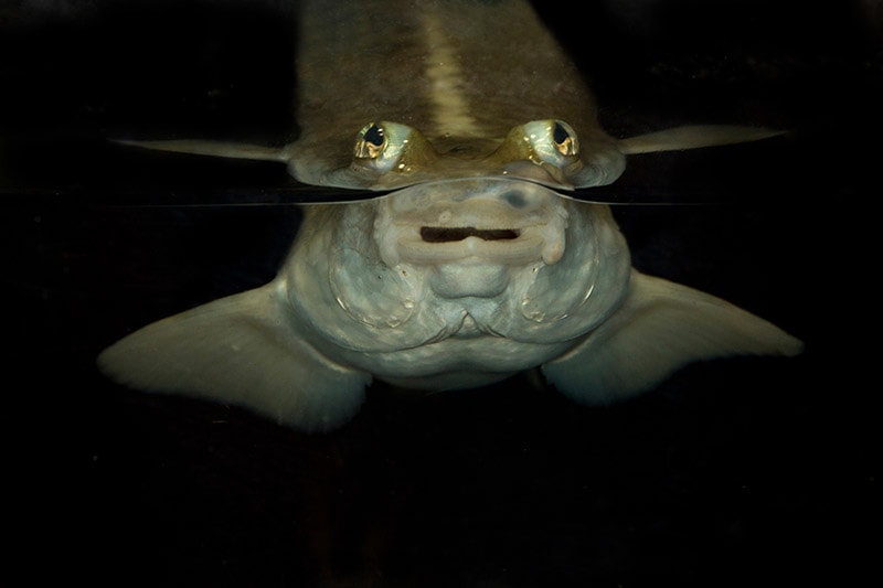 anablep Four-eyed fish