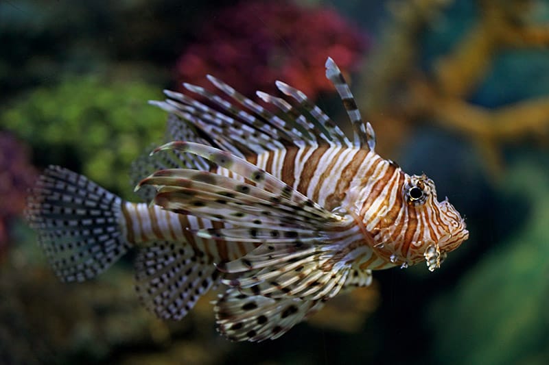 Antennata lionfish