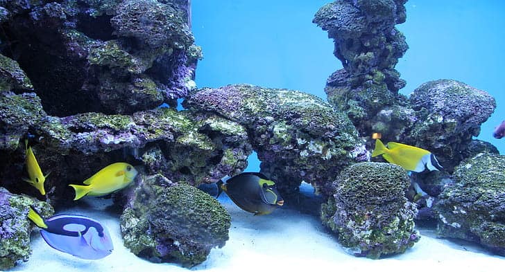 saltwater aquarium with marine fish and reef