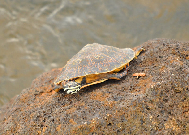 Argentine snake-necked turtle on the rock