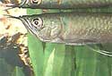 Click for more info on Silver Arowana