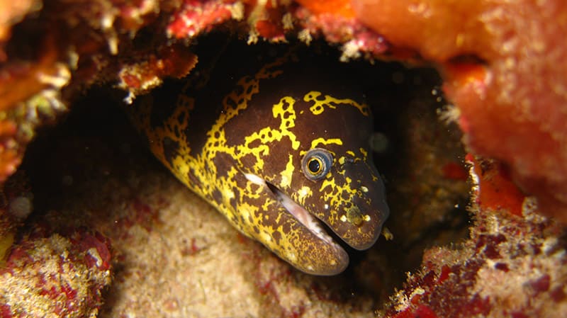 Atlantic Chain Moray eel