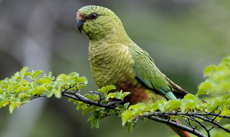 austral conure on a branch