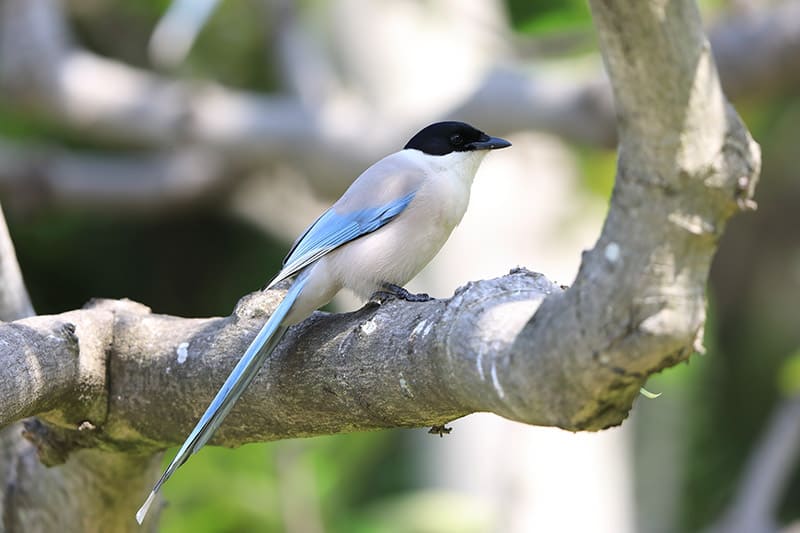 Azure-winged Magpie bird perched