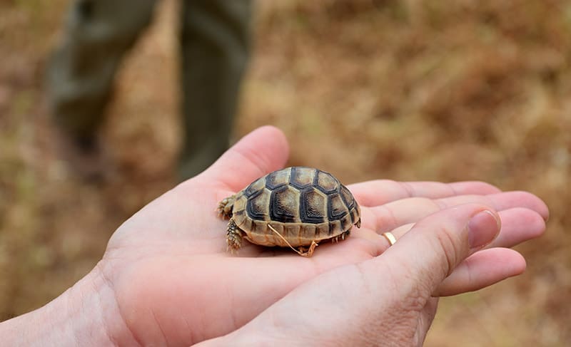 baby greek tortoise on a person's hand