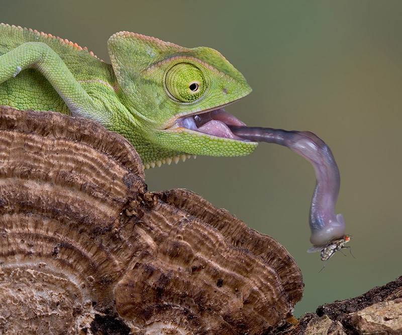 baby veiled chameleon caught a fly