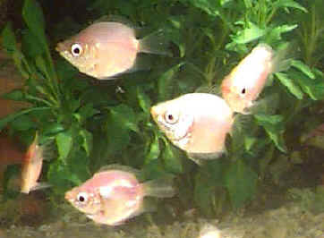 Balloon Pink Kissing Gourami, Helostoma temminkii variety, Dwarf Kissing Fish