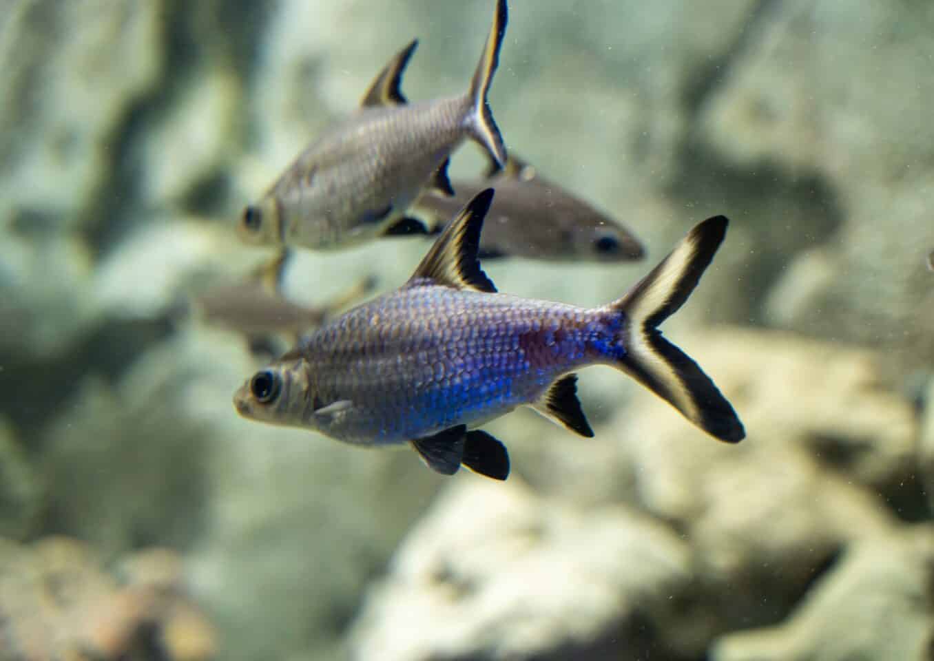 Bala Shark aquarium