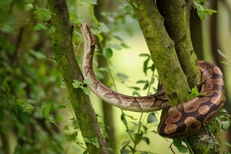 Ball python climbing on tree