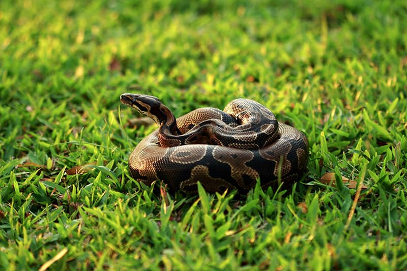 Ball python on the grass