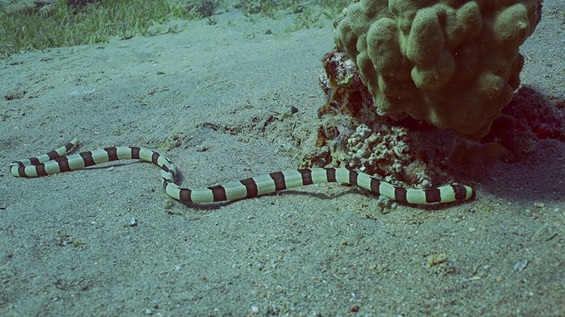 Banded Snake Eel or Harlequin Snake Eel