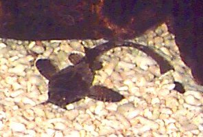 Banjo Catfish, Bunocephalus coracoideus, Guitarrita, Dysichthys coracoideus, Two Colored Banjo Catfish, Bicolour Banjo catfish