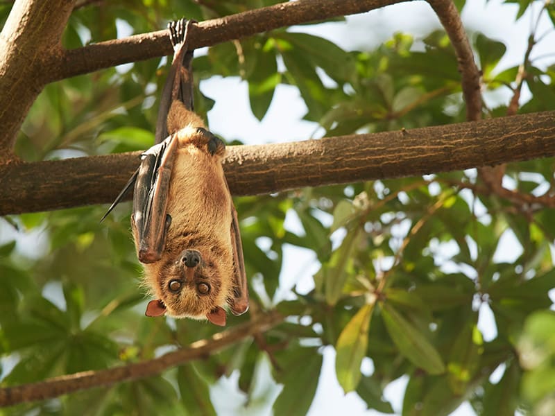 bat hanging upside down on the tree