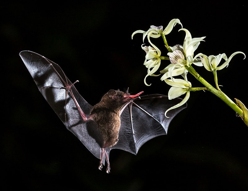 bat sticking its tongue out to grab flower