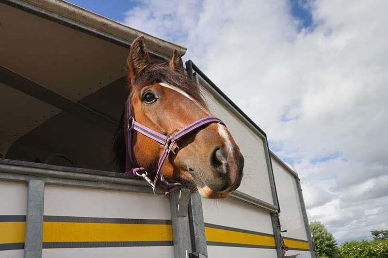 Bay horse inside the horse trailer