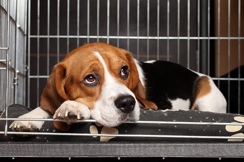 beagle lying inside the crate