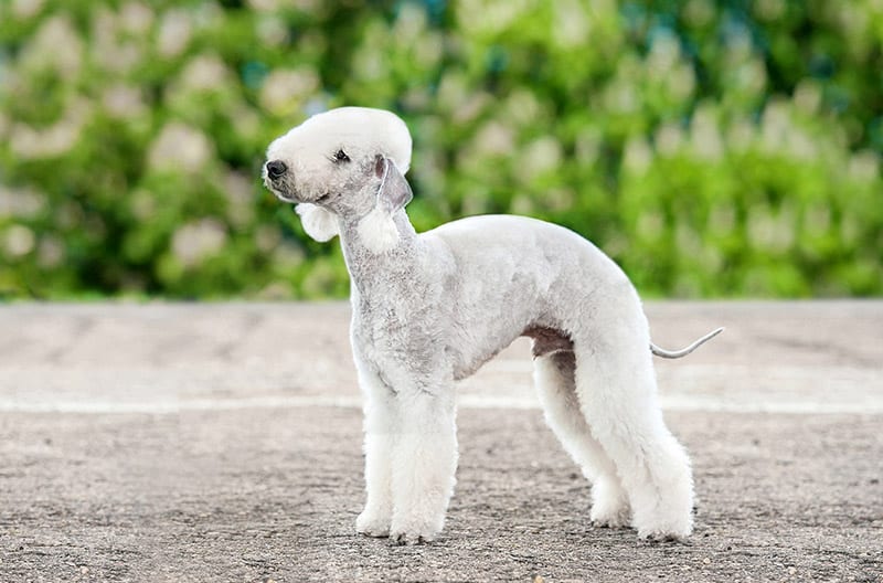 Bedlington terrier dog