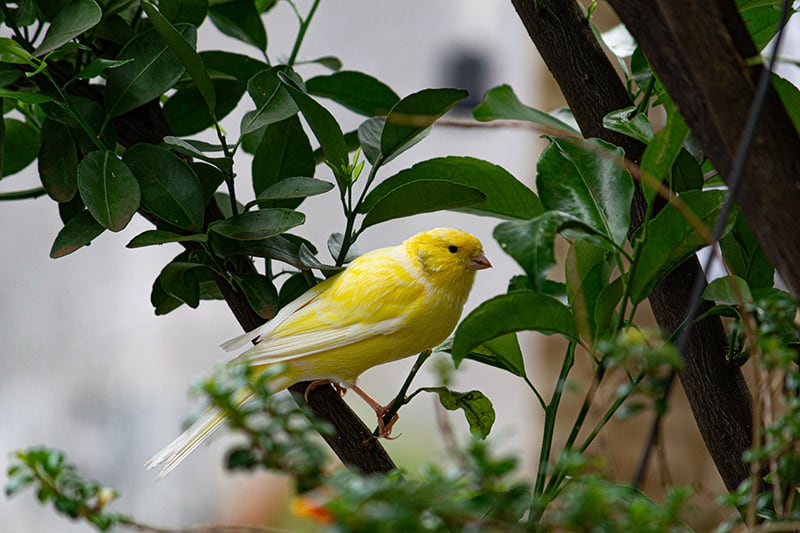 Belgian fancy Canary bird