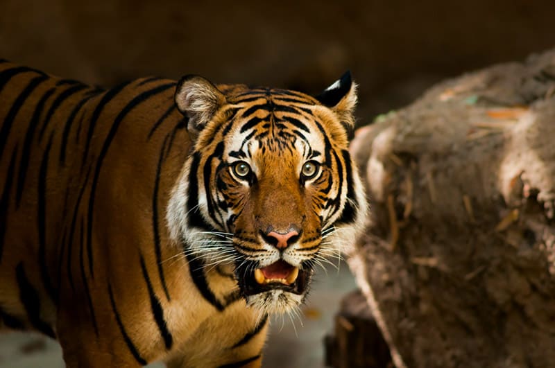 bengal tiger up close