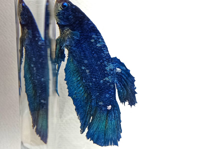 betta fish with fungal disease