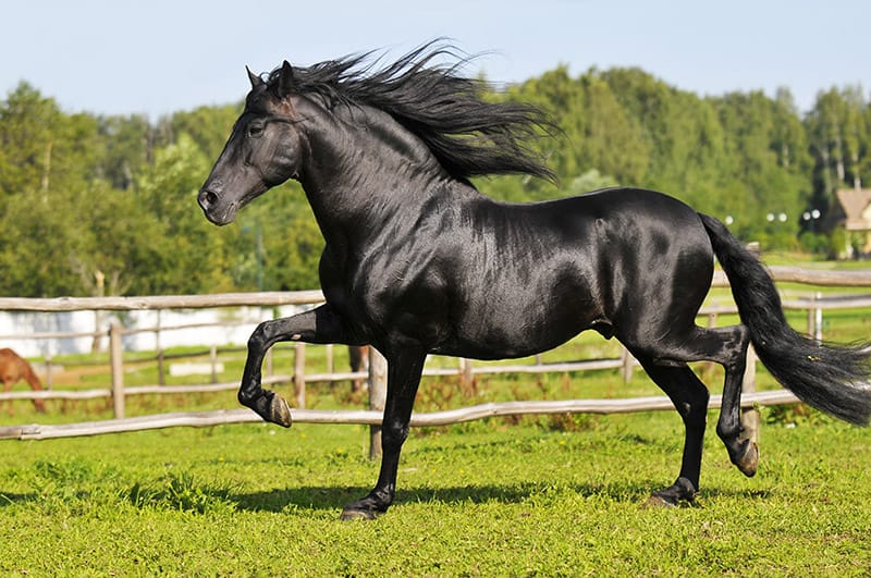 Black Andalusian horse trotting