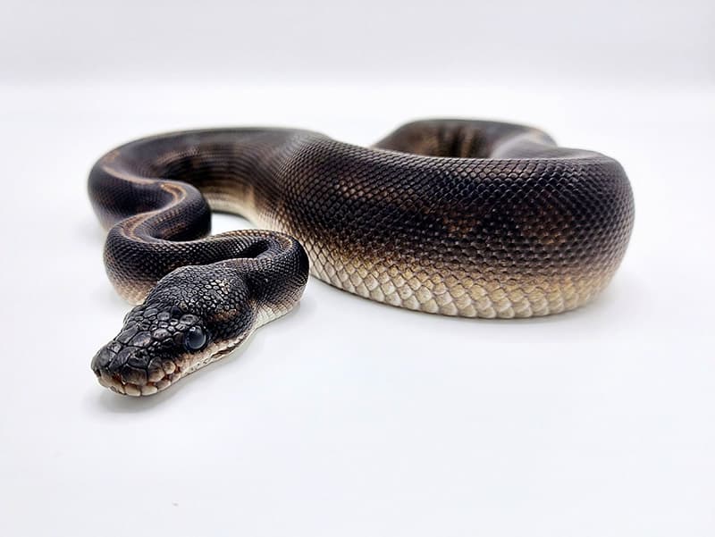 Black ball python