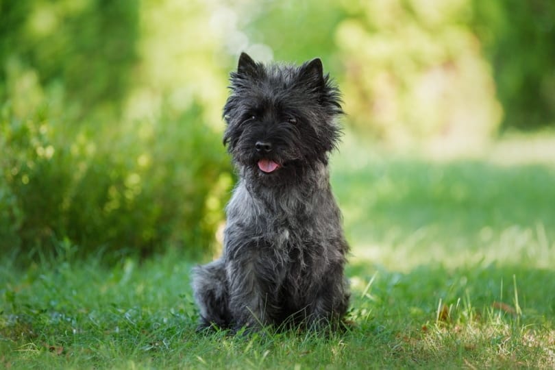black cairn terrier in the grass