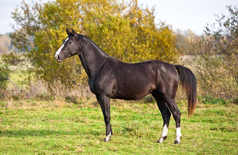 Black dutch warm blood stallion horse