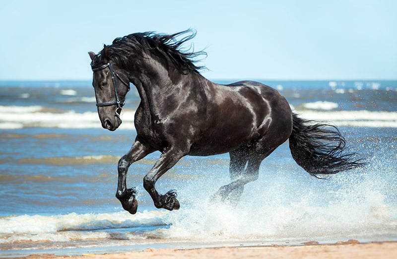 black Friesian horse running on the water