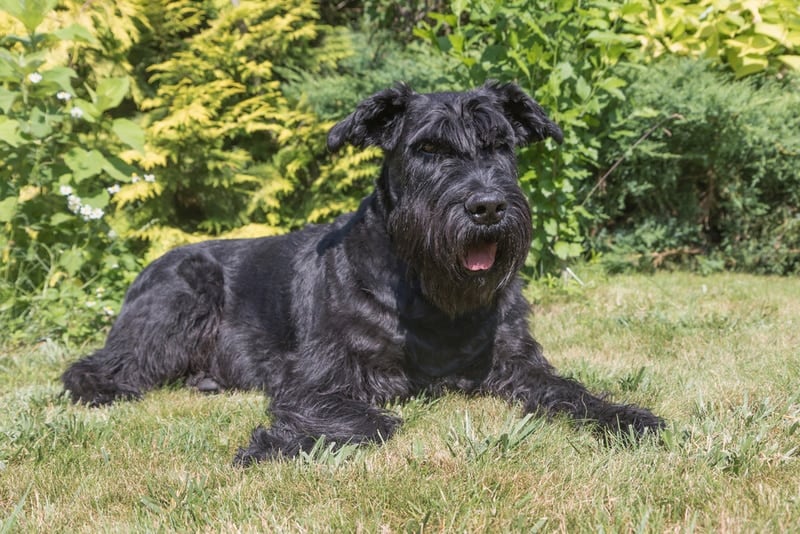 black giant schnauzer dog lying in the grass