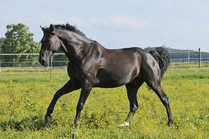 black Oldenburg horse