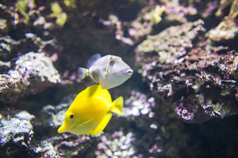 Blackpatch triggerfish and Yellow tang