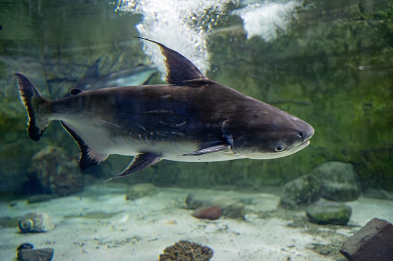 blacktip shark fish