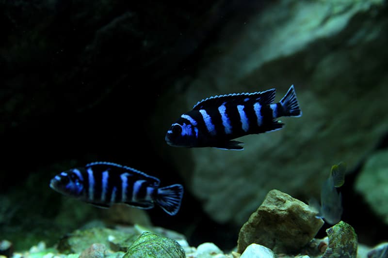 blue and black african cichlids