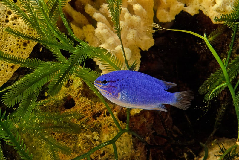 blue damselfish underwater