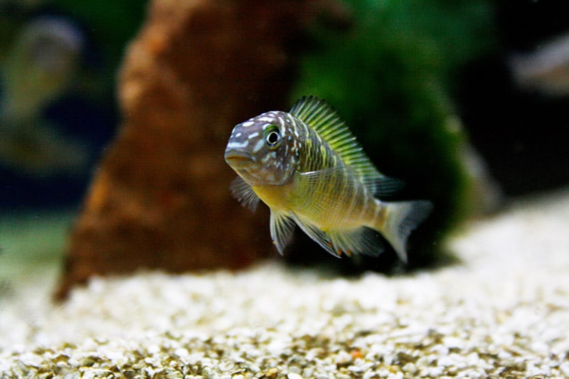 blue-eyed tropheus fish