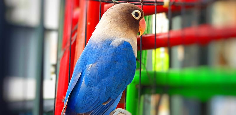 blue-masked lovebird inside the cage