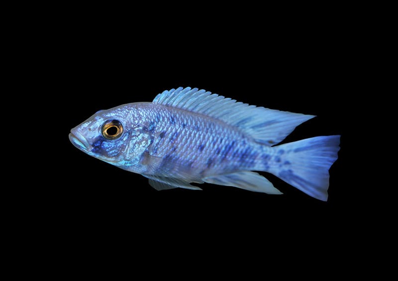 Blue neon cichlid fish