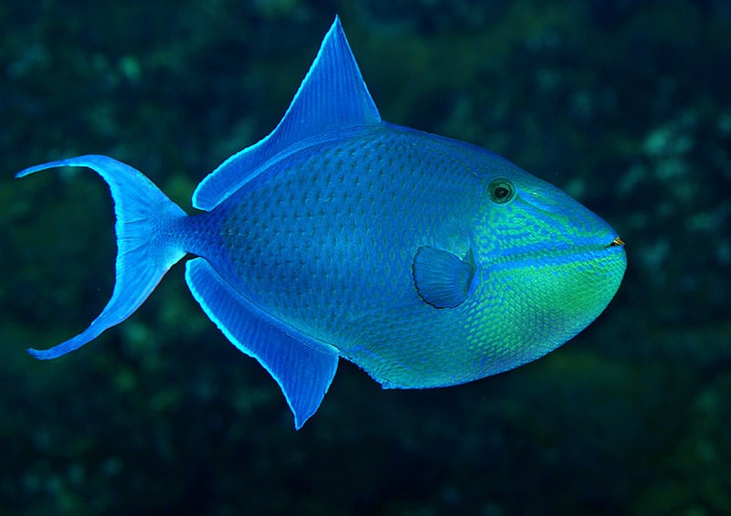 blue or Redtoothed triggerfish