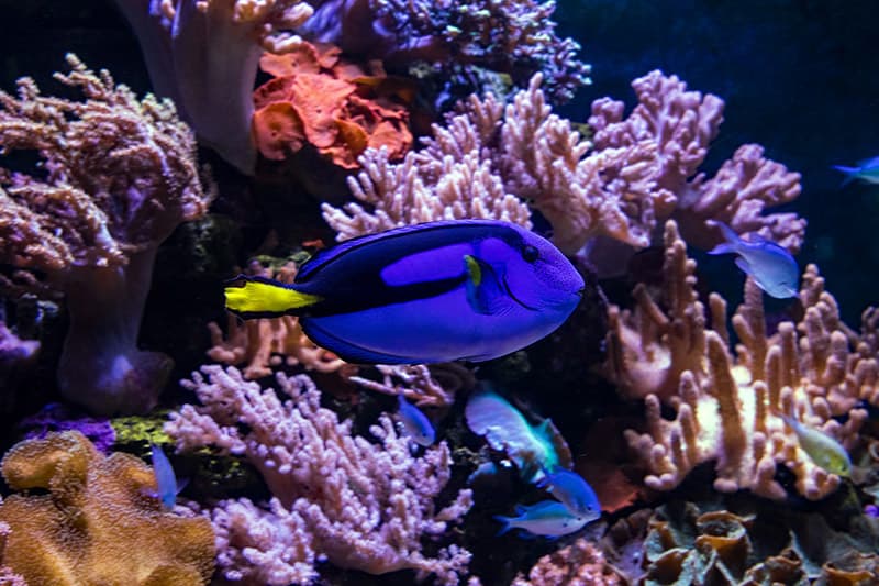 blue regal tang fish feeding with other fish