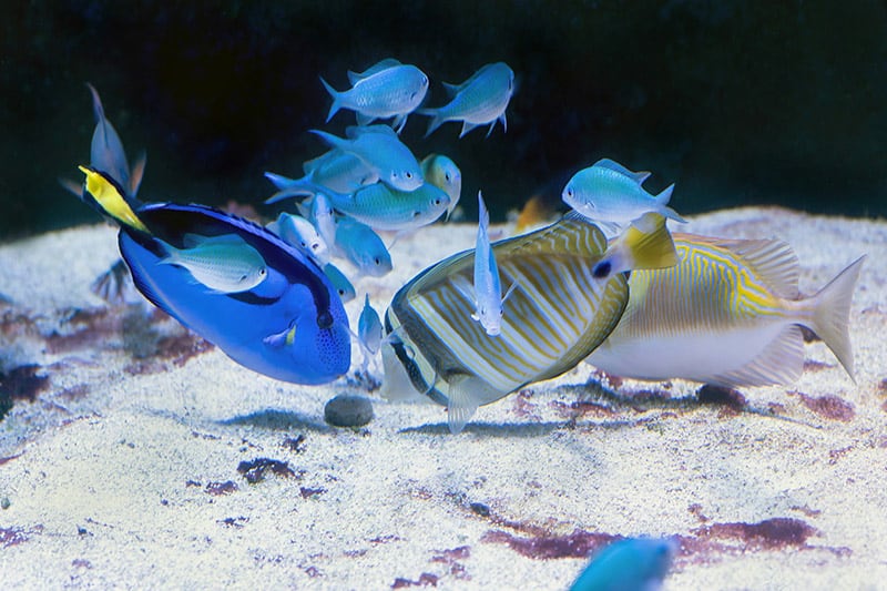 blue regal tang fish