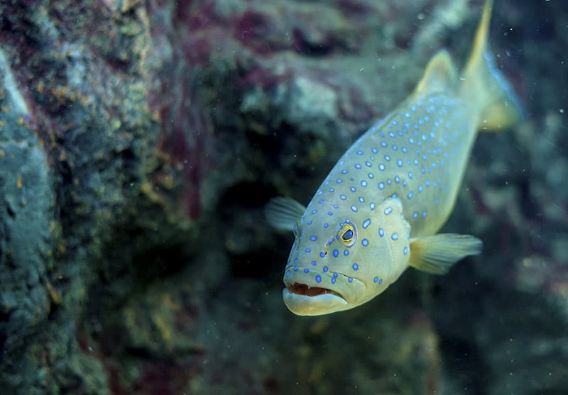 Blue-spotted grouper fish