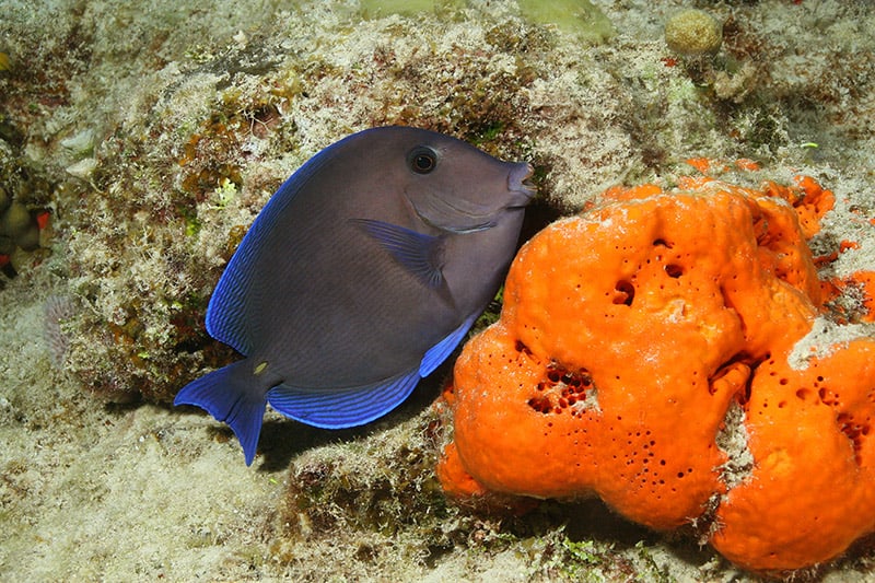 Blue Tang and Orange Sponge