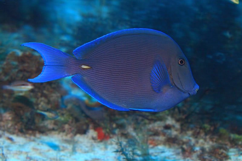 Blue tang surgeonfish