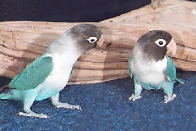 Pair of Blue Masked Lovebirds