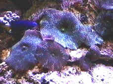 Blue Mushroom Anemone