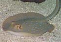 Click for more info on Blue Spotted Stingray