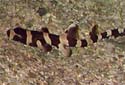 Click for more info on Bamboo Shark