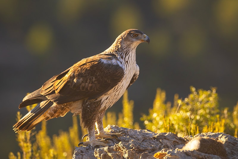 Bonelli's eagle standing on a rock